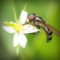 /album/hiram84club/photolia-a02-jpg/