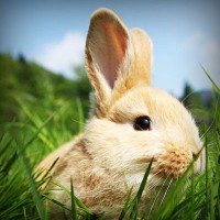 /album/hiram84club/photolia-a03-jpg/