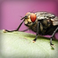 /album/hiram84club/photolia-a08-jpg/